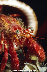 Hermit crab Dardanus calidus
Shotting with film Fuji Pro... by Jose Maria Abad Ortega 
